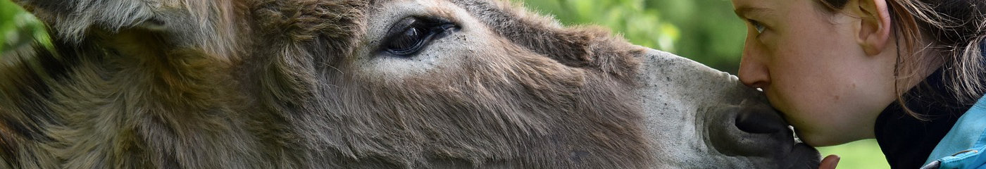 Tiergestütze Intervention (TGI) mit Esel